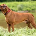 Coleira para Cães Hunter Neopren Vario Vermelho (30-35 cm)