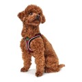 Arnês para Cães Hunter Hilo-comfort Vermelho Tamanho Xxs (26-30 cm)