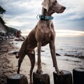 Coleira para Cães Hunter Plus Fio Turquoise Turquesa Tamanho XL (45-70 cm)