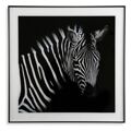 Pintura Cristal (2 X 50 X 50 cm) Zebra