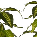 Planta Decorativa Folha Larga Verde Plástico (70 X 120 X 70 cm)