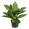 Planta Decorativa 50 X 45 X 48 cm Verde Pvc