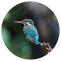 Wallart Papel de Parede Circular "the Kingfisher" 142,5 cm