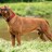 Coleira para Cães Hunter Neopren Vario Vermelho (35-40 cm)