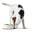 Comedouro para Cão Hunter Aço Inoxidável Melamina Branco (14,5 X 14,5 X 7 cm)