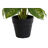 Planta Decorativa Dkd Home Decor Preto Verde Pvc Pp (20 X 20 X 30 cm)