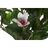Planta Decorativa Dkd Home Decor Cor de Rosa Verde Pe (60 X 60 X 125 cm)