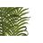 Planta Decorativa Dkd Home Decor Palmeira (100 X 100 X 240 cm)