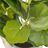 Planta Decorativa Cimento Peva Folhas 11,5 X 11,5 X 39 cm