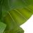 Planta Decorativa 75 X 60 X 155 cm Verde Philodendro