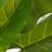 Planta Decorativa 75 X 60 X 155 cm Verde Philodendro