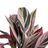 Planta Decorativa 44 X 39 X 48 cm Cor de Rosa Verde Pvc