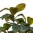 Planta Decorativa 67 X 62 X 100 cm Verde Borracha Natural Pvc