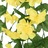 Grinaldas de Flores Artificiais 3 pcs 85 cm Amarelo