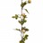 Grinaldas de Flores Artificiais 6 pcs 215 cm Champanhe