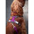 Arnês para Cães Red Dingo Dingo 25-36 cm 31-43 cm Roxo XS