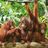 Puzzle Colorbaby Orangutan 6 Unidades 68 X 50 X 0,1 cm